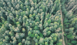 Dendrometric : cartographier les forêts grâce à l’IA